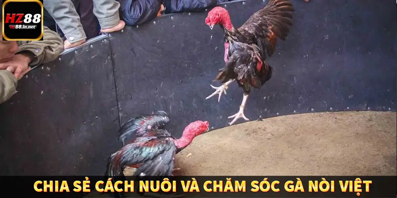 Đá Gà Thomo HZ88 - Trải Nghiệm Chọi Kê Kịch Tính, Hấp Dẫn 10 Chia sẻ cách nuôi và chăm sóc gà nòi Việt