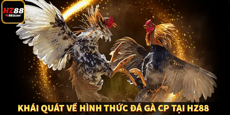Đá Gà Thomo HZ88 - Trải Nghiệm Chọi Kê Kịch Tính, Hấp Dẫn 8 Giới thiệu khái quát về hình thức đá gà CP tại HZ88