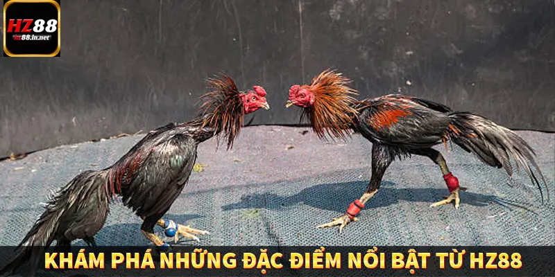 Đá Gà Thomo HZ88 - Trải Nghiệm Chọi Kê Kịch Tính, Hấp Dẫn 9 Khám phá những đặc điểm nổi bật từ HZ88