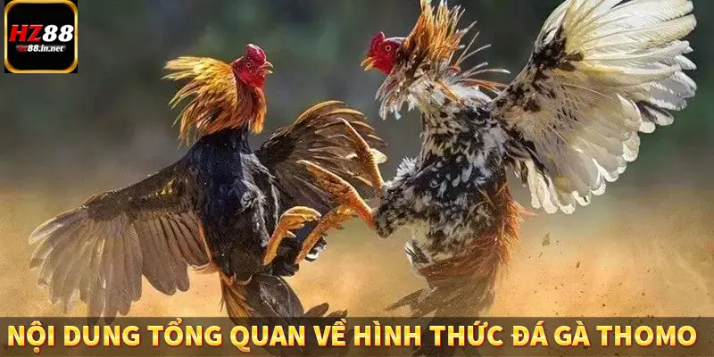 Đá gà CP - Chinh Phục Đấu Trường Đỉnh Cao Tại HZ88 8 Nội dung tổng quan về hình thức đá gà Thomo