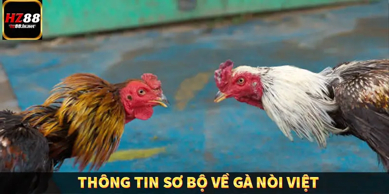 Đá Gà Thomo HZ88 - Trải Nghiệm Chọi Kê Kịch Tính, Hấp Dẫn 8 Thông tin sơ bộ về gà nòi Việt