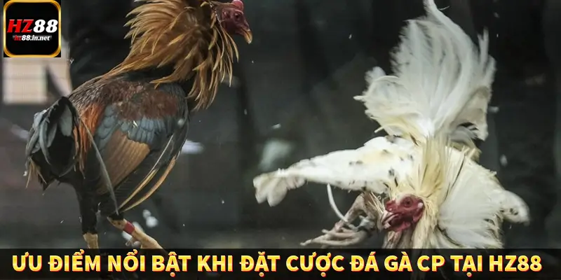 Đá Gà Thomo HZ88 - Trải Nghiệm Chọi Kê Kịch Tính, Hấp Dẫn 9 Ưu điểm nổi bật khi đặt cược đá gà CP tại HZ88