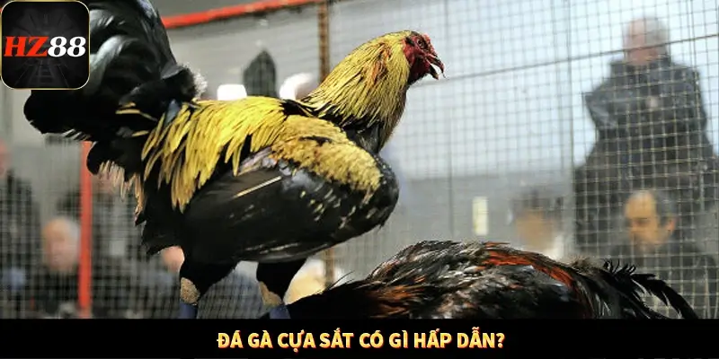 Khám Phá Những Tính Năng Mới Trong Casino Trực Tuyến 2025 11 Đá gà cựa sắt có gì hấp dẫn?