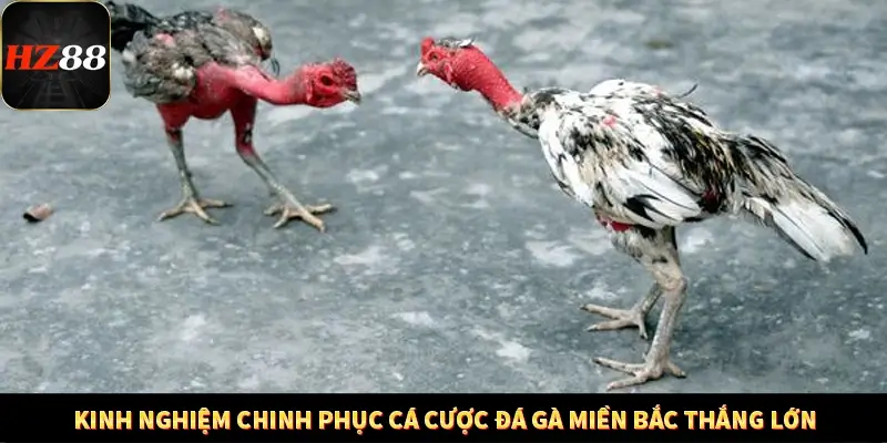Khám Phá Những Tính Năng Mới Trong Casino Trực Tuyến 2025 13 Kinh nghiệm chinh phục cá cược đá gà miền Bắc thắng lớn