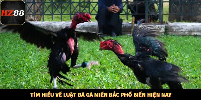 Khám Phá Những Tính Năng Mới Trong Casino Trực Tuyến 2025 12 Tìm hiểu về luật đá gà miền Bắc phổ biến hiện nay